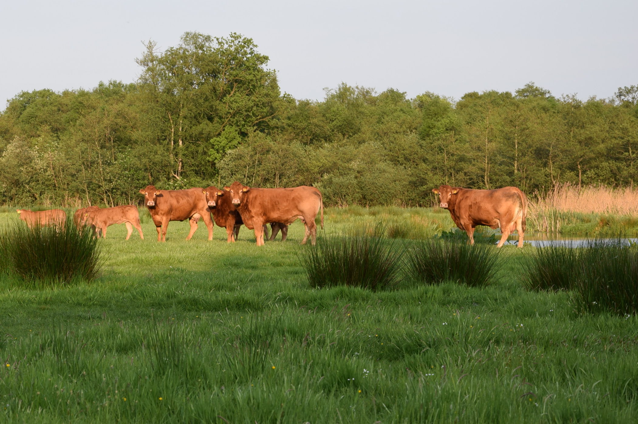 Grasland Wijde Blik, Vreeland