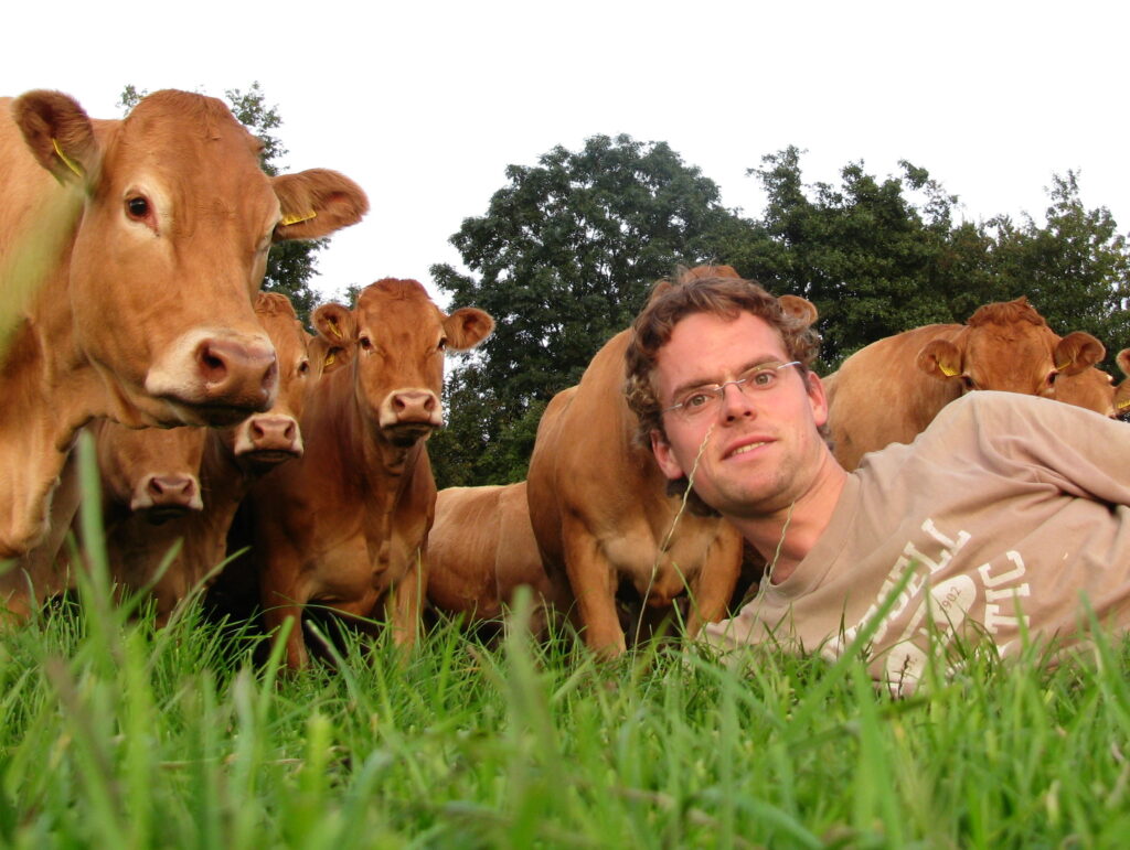 Boer ligt naast koeien