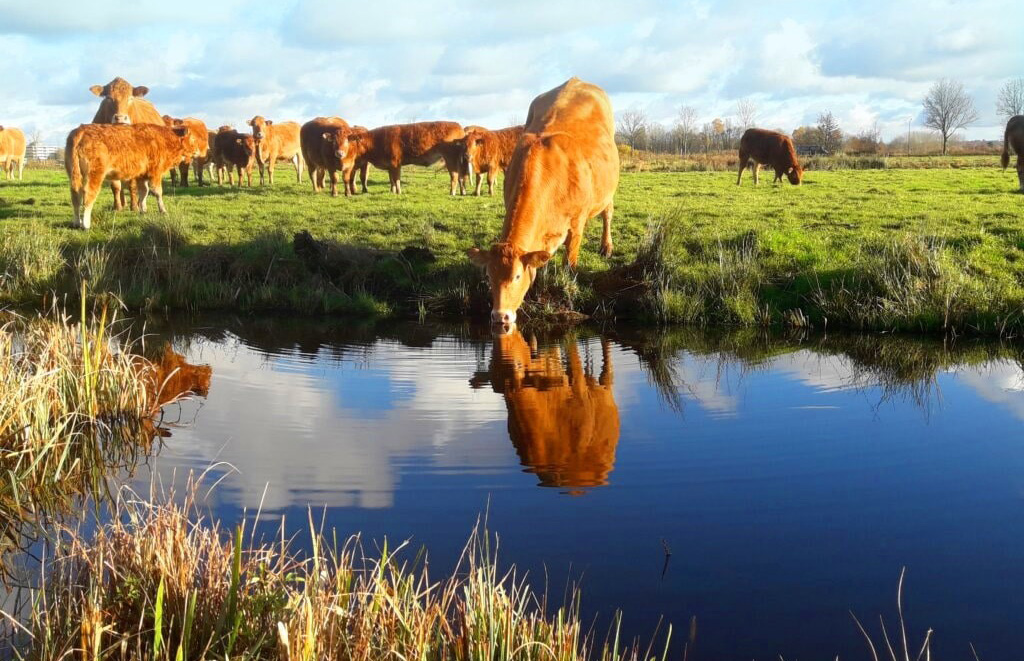 Koe drinkt water